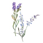 Purple lavender. Floral botanical flower. Wild spring leaf wildflower isolated. Hand drawn lavender flower in aquarelle. Watercolor... 