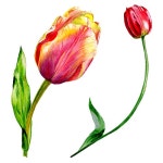 유토이미지 | Amazing red tulip flower with green leaf. Hand drawn botanical flower. Watercolor background illustration set.... 
