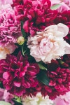 top view of pink peony blooming texture | 유토이미지 | 상세페이지 | 베이직샵 | 사진 | 21298899