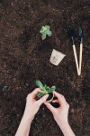 cropped shot of hands holding green plant and flower pot above ground with gardening tools | 유토이미지 | 상세페이지... 
