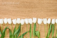 유토이미지 | top view of white tulips on wooden table