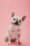 유토이미지 | french bulldog with cute muzzle on pink background