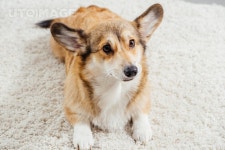 유토이미지 | cute pembroke welsh corgi dog lying on fluffy rug
