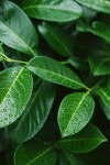 green leaves with water drops after dew | 유토이미지 | 상세페이지 | 베이직샵 | 사진 | 21347542
