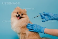 유토이미지 | cropped view of veterinarian in latex gloves making vaccination for pomeranian spitz dog isolated on blue