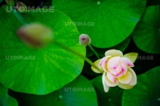 프리진 - 스톡 이미지, 사진, 일러스트, 벡터, 웹디자인. 이미지 사이트