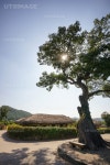 유토이미지 | 보호수 느티나무, 충청남도 아산시 외암민속마을