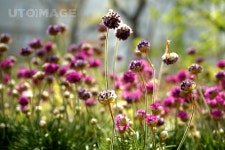 프리진 - 스톡 이미지, 사진, 일러스트, 벡터, 웹디자인. 이미지 사이트