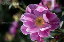 프리진 - 스톡 이미지, 사진, 일러스트, 벡터, 웹디자인. 이미지 사이트