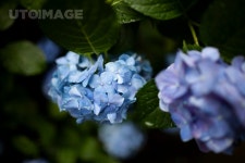 프리진 - 스톡 이미지, 사진, 일러스트, 벡터, 웹디자인. 이미지 사이트