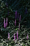 프리진 - 스톡 이미지, 사진, 일러스트, 벡터, 웹디자인. 이미지 사이트