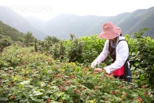프리진 - 스톡 이미지, 사진, 일러스트, 벡터, 웹디자인. 이미지 사이트
