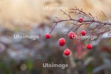 프리진 - 스톡 이미지, 사진, 일러스트, 벡터, 웹디자인. 이미지 사이트
