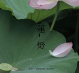 [Momentel jewelry모멘텔쥬얼리]蓮- 燈 : 꽃 [W CONCEPT]