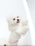 W Concept MY LOVING PET