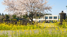 제주 가시리 유채꽃길, 서귀포·성산·표선, 제주 - 여기어때 특가
