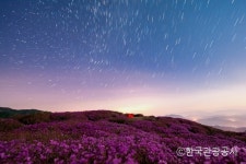 철쭉 검색 여기유