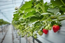 하동 옥종딸기마을 | 여기유 하동 옥종딸기마을