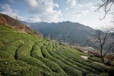 도심다원 | 여기유 도심다원