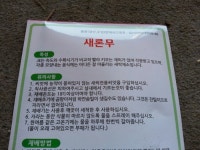 새론무(무우순 새싹) 채소/곡물 씨앗