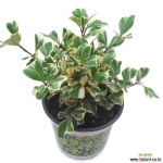 하트고무나무(스위트고무나무) 목본류