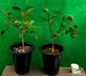 네이블 오렌지 나무 중품 6년생♥국내 최초 판매♥내이블 네이블오렌지 오렌지나무 오렌지 시트러스 과실열매류