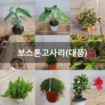 보스톤고사리(대품) 공기정화식물