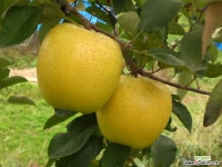 황금사과나무 화분상품♥왜성사과♥사과나무 사과 묘목 노란사과 묘목