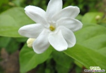 아라비안자스민[말리화/대만-함박자스민]깊은향기 공기정화식물