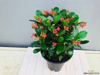 꽃기린(대품) 목본류
