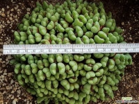 왕대품)축전 8108-1075 코노피튬