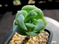 러블리로즈 8-284 다육식물