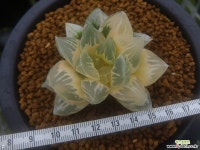 화수정(花水晶)금 호반(糊斑)  (Haworthia obtusa Hana-Suisho variegated) 하월시아