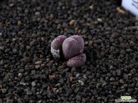 XP2860-C.minusculum  leipoldtii  CR1007  미누스쿨룸 레이폴드티3두 붉게 물드는 타입 코노피튬