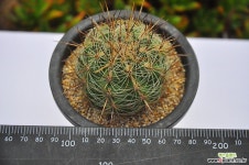 라우세리(Q004) 선인장