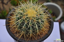 백자금호(Q006) 선인장