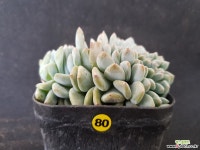 먼로철화0907-80 다육철화