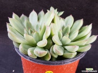 메비나0910-83 다육식물