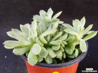 메비나0910-85 다육식물