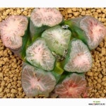 대경만상 54- 하월시아