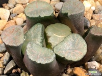 대경만상 54- 하월시아