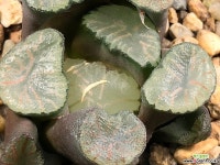 대경만상 54- 하월시아