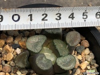 대경만상 54- 하월시아