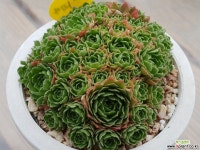 로슈라리아 다육식물