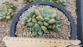 아이보리 자연군생 다육식물