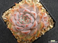 핑크자라고사0921 다육식물