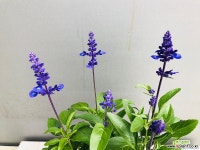 블루세이지 야생화