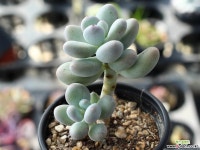 성미인 적심군생 S0037 다육식물
