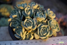 원종엘레강스 다육식물