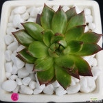 동심이네다육들